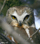 Northern Saw-whet Owl - Aegolius acadicus