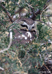 Northern Saw-whet Owl - Aegolius acadicus
