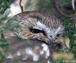Northern Saw-whet Owl - Aegolius acadicus