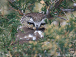 Northern Saw-whet Owl - Aegolius acadicus