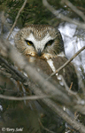 Northern Saw-whet Owl - Aegolius acadicus