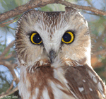 Northern Saw-whet Owl - Aegolius acadicus
