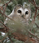 Northern Saw-whet Owl - Aegolius acadicus