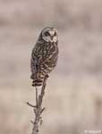 Short-eared Owl 14 - Asio flammeus