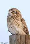 Short-eared Owl 7 - Asio flammeus