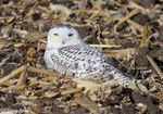 Snowy Owl - Bubo scandiacus