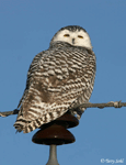 Snowy Owl - Bubo scandiacus