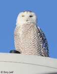 Snowy Owl - Bubo scandiacus