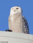 Snowy Owl - Bubo scandiacus