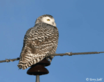 Snowy Owl - Bubo scandiacus