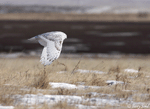 Snowy Owl - Bubo scandiacus
