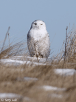 Snowy Owl - Bubo scandiacus