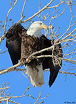 Bald Eagle 42 - Haliaeetus leucocephalus