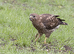 Broad-winged Hawk 10 - Buteo platypterus