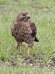 Broad-winged Hawk 12 - Buteo platypterus