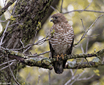 Broad-winged Hawk 13 - Buteo platypterus