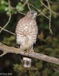 Broad-winged Hawk 3 - Buteo platypterus