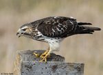 Broad-winged Hawk 7 - Buteo platypterus