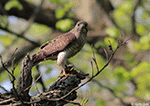 Broad-winged Hawk 8 - Buteo platypterus