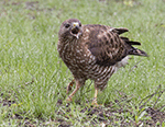 Broad-winged Hawk 9 - Buteo platypterus