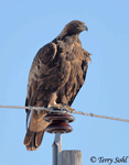 Golden Eagle 10 - Aquila chrysaetos
