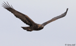 Golden Eagle 14 - Aquila chrysaetos