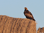 Golden Eagle 16 - Aquila chrysaetos