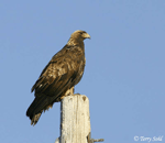 Golden Eagle 1 - Aquila chrysaetos