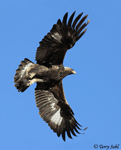 Golden Eagle 9 - Aquila chrysaetos
