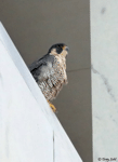 Peregrine Falcon - Falco peregrinus