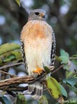 Red-shouldered Hawk - Buteo lineatus