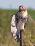 Red-tailed Hawk 15 - Buteo jamaicensis