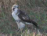 Red-tailed Hawk 20 - Buteo jamaicensis