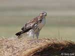 Red-tailed Hawk 22 - Buteo jamaicensis