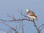 Red-tailed Hawk 25 - Buteo jamaicensis - Krider's Form
