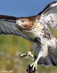 Red-tailed Hawk 2 - Buteo jamaicensis