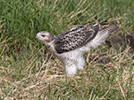 Red-tailed Hawk 34 - Buteo jamaicensis