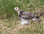 Red-tailed Hawk 36 - Buteo jamaicensis