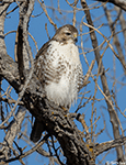 Red-tailed Hawk - Buteo jamaicensis