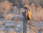 Red-tailed Hawk 39 - Buteo jamaicensis