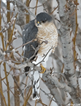 Sharp-shinned Hawk 9 - Accipiter striatus