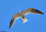 White-tailed Kite - Elanus leucurus