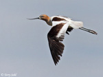 American Avocet 10 - Recurvirostra americana