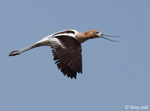 American Avocet 11 - Recurvirostra americana
