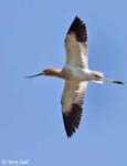 American Avocet 12 - Recurvirostra americana