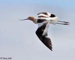 American Avocet 13 - Recurvirostra americana