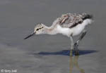 American Avocet 14 - Recurvirostra americana