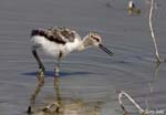 American Avocet 15 - Recurvirostra americana
