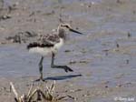 American Avocet 16 - Recurvirostra americana