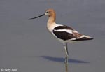 American Avocet 17 - Recurvirostra americana